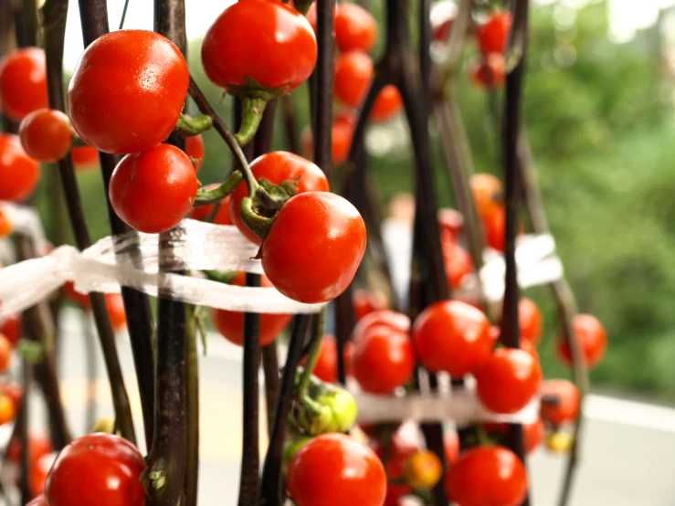 small cherry tomatoes hang from stems with white ribbon