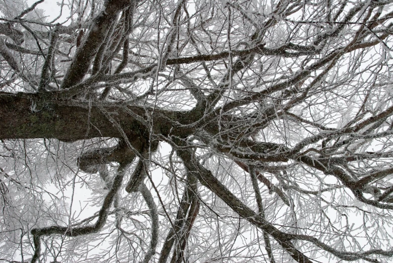 snow covered tree nches with an umbrella attached to it