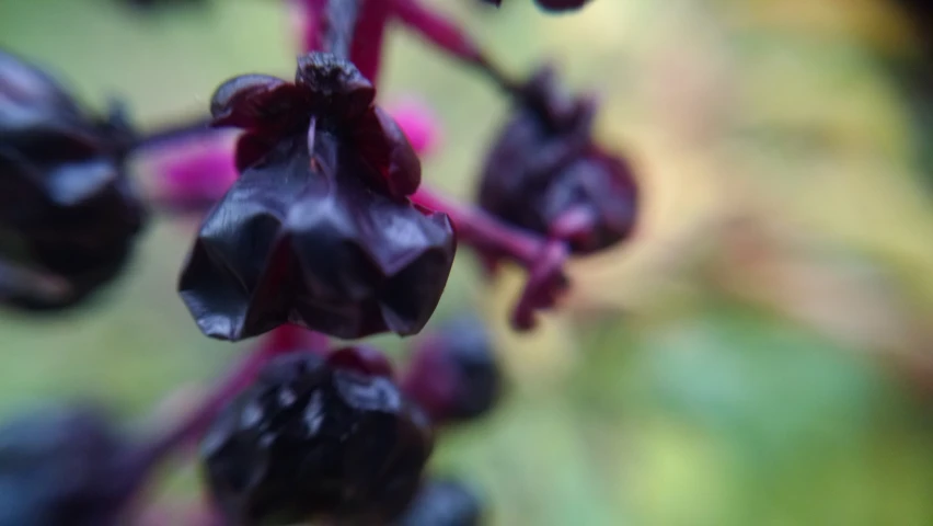 this plant has flowers in the dark of night