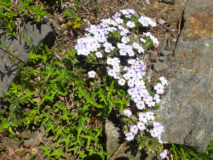 an image of flowers growing out of the rocks