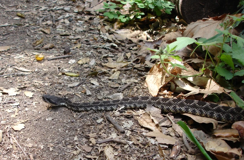 a very large snake on the ground with trees and leaves
