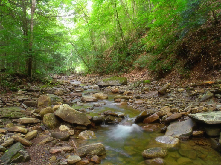 small creek in an area with trees and rocks