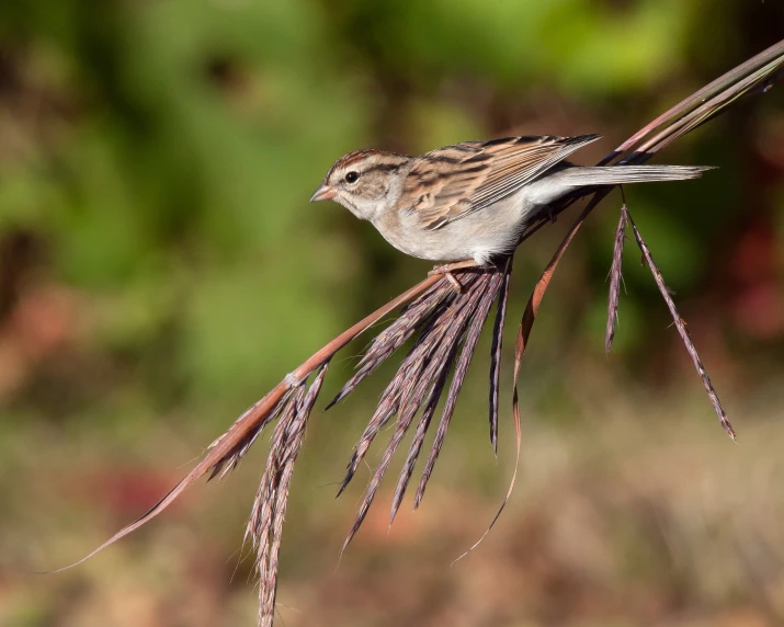 the little bird is sitting on the twig