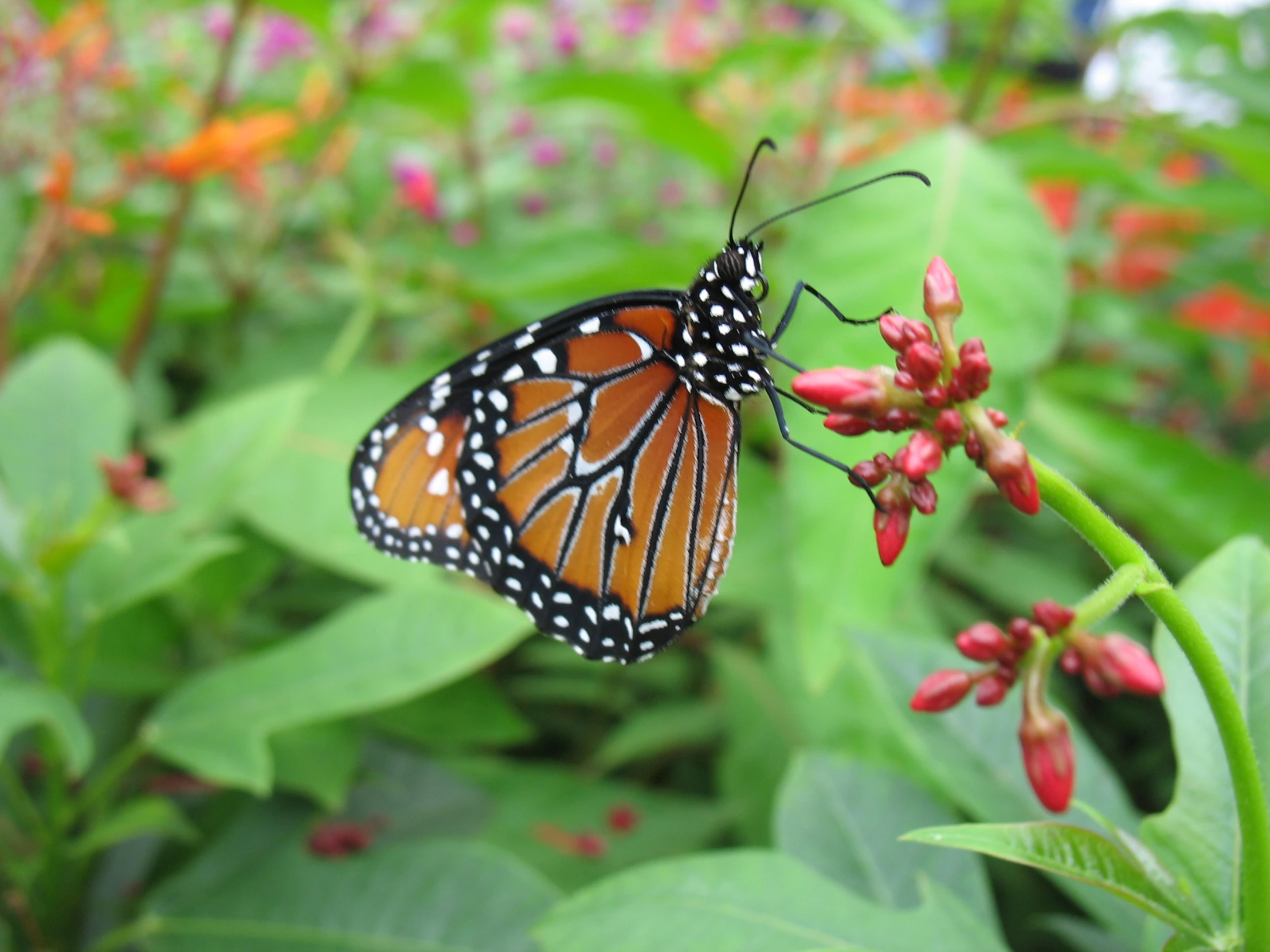 a erfly on a leaf in a forest