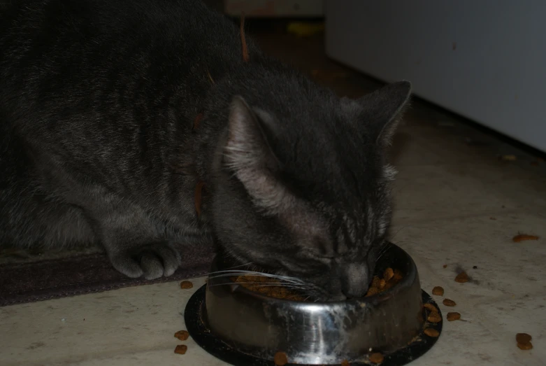 a cat eating from a metal bowl on the floor