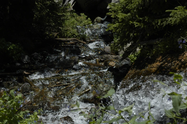 a small river flowing through lush green forest