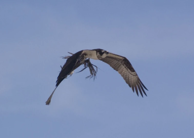 a bird flying high up in the sky