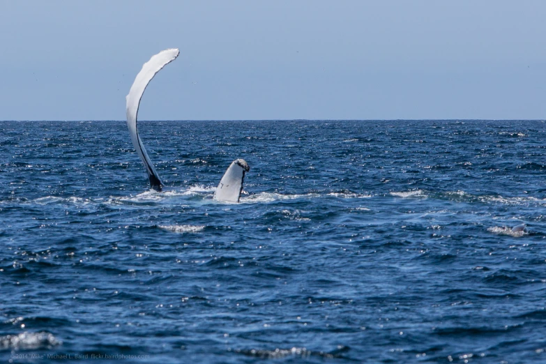 a lone white animal in the ocean with its tail out