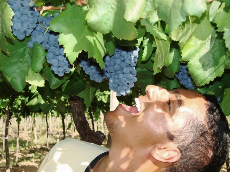 the man is laying down with his head in the vineyard