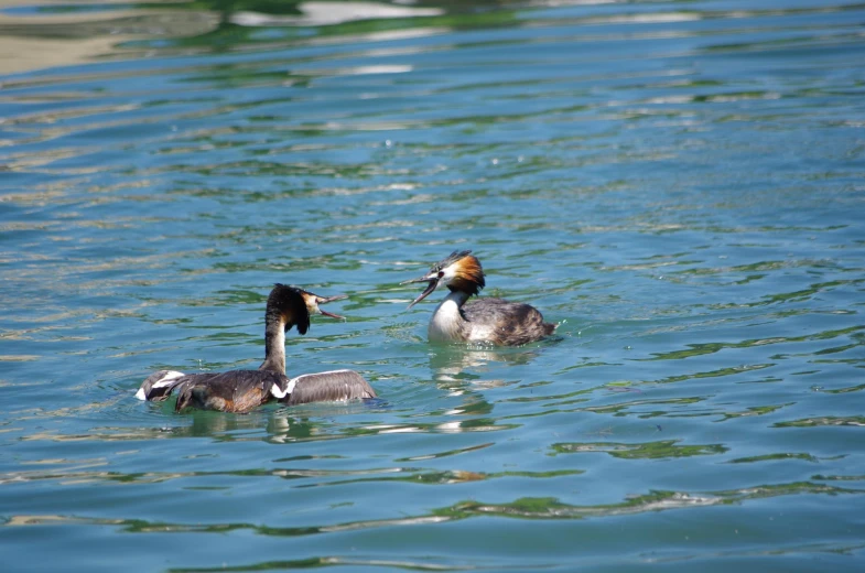 two ducks swim in the water near each other