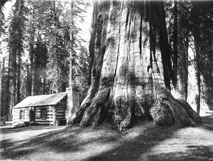 a log cabin nestled next to a tree