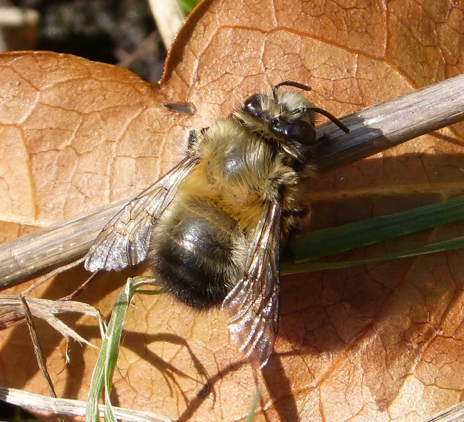 a small honey on a leaf and looking around