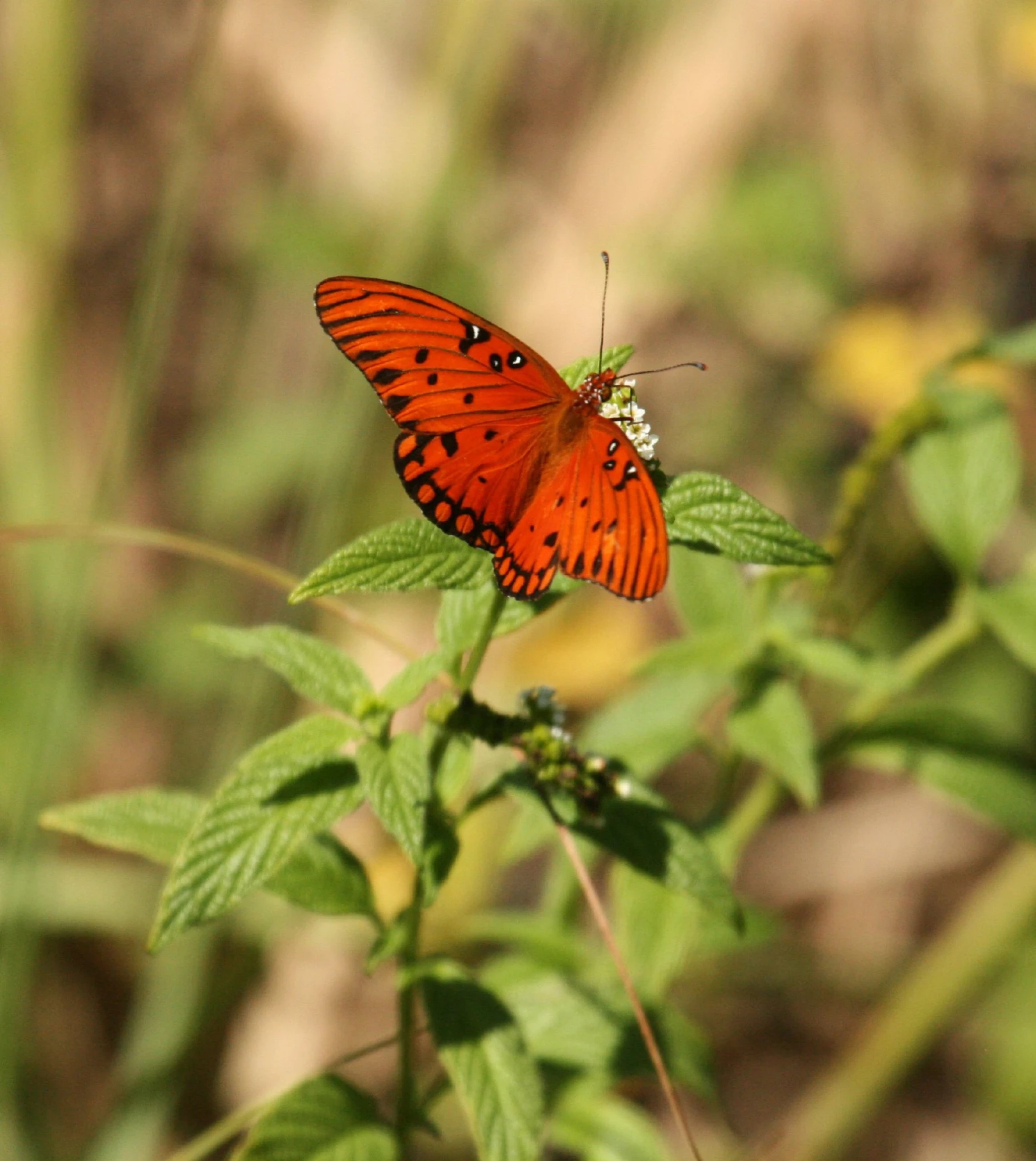 a erfly that is sitting on some leaf