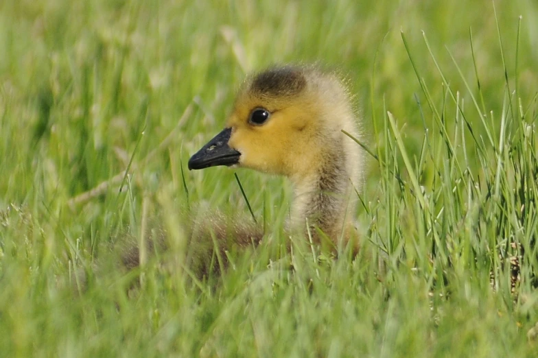 an image of a little duck in the grass