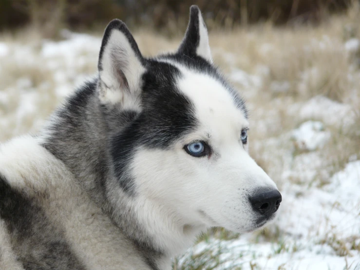 a close up of a husky dog with blue eyes