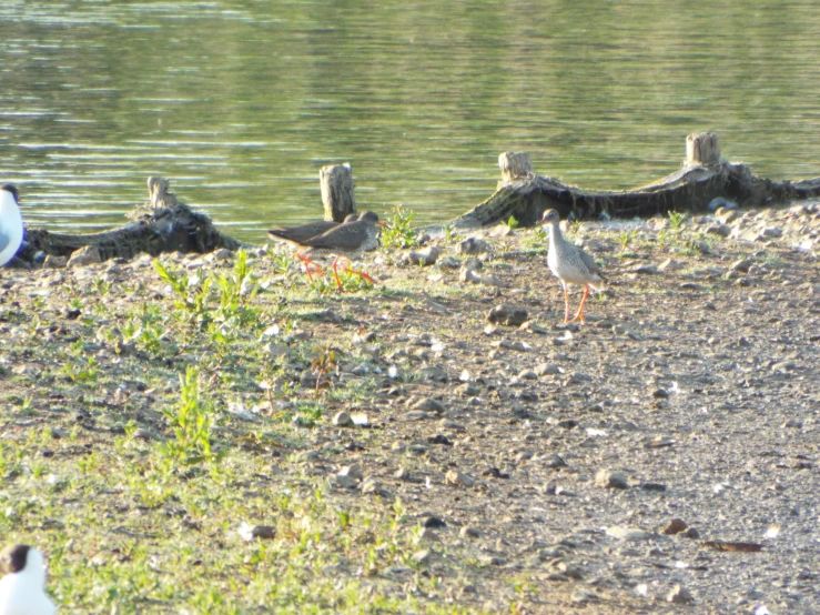 two water birds are walking near the water