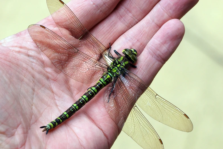 a green and black dragonfly sitting on a persons hand