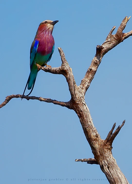 a bird perched on the side of a tree nch