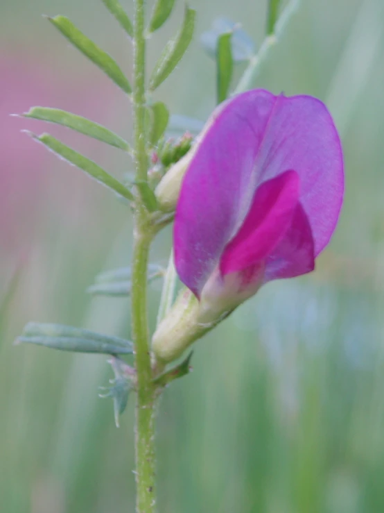 a pink flower with green leaves on the stem