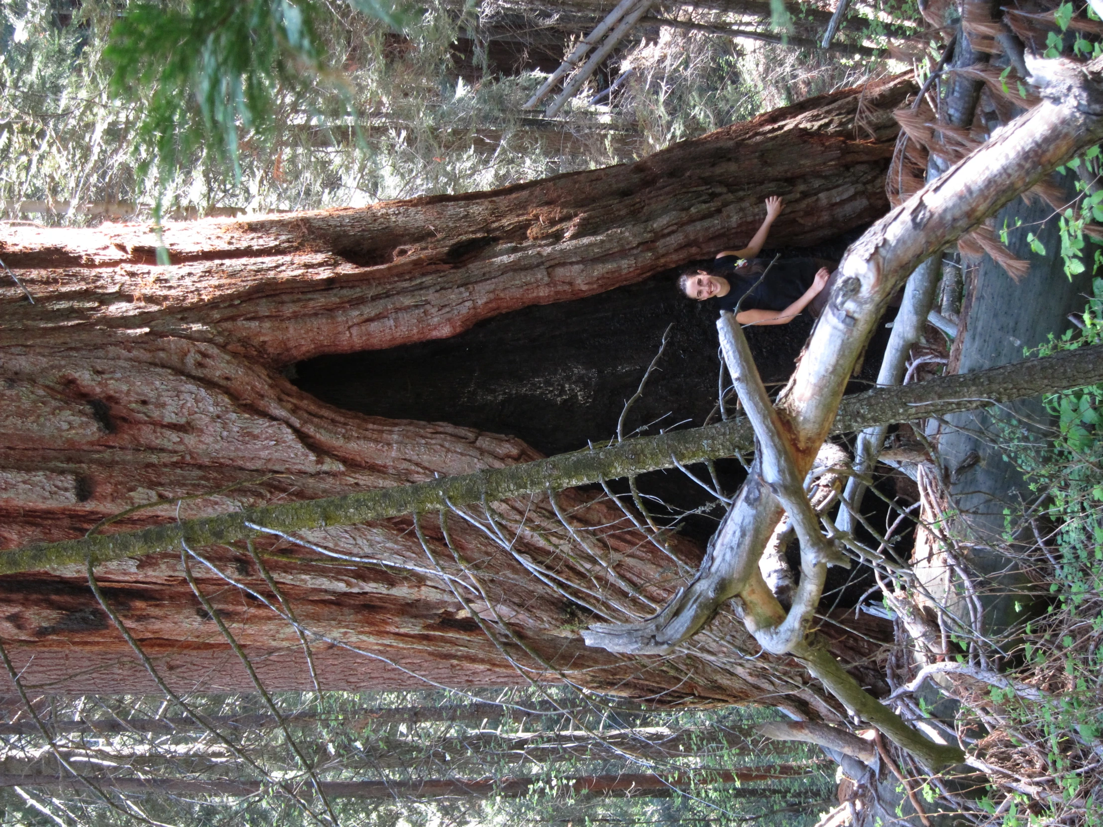 a person stands in front of a massive tree