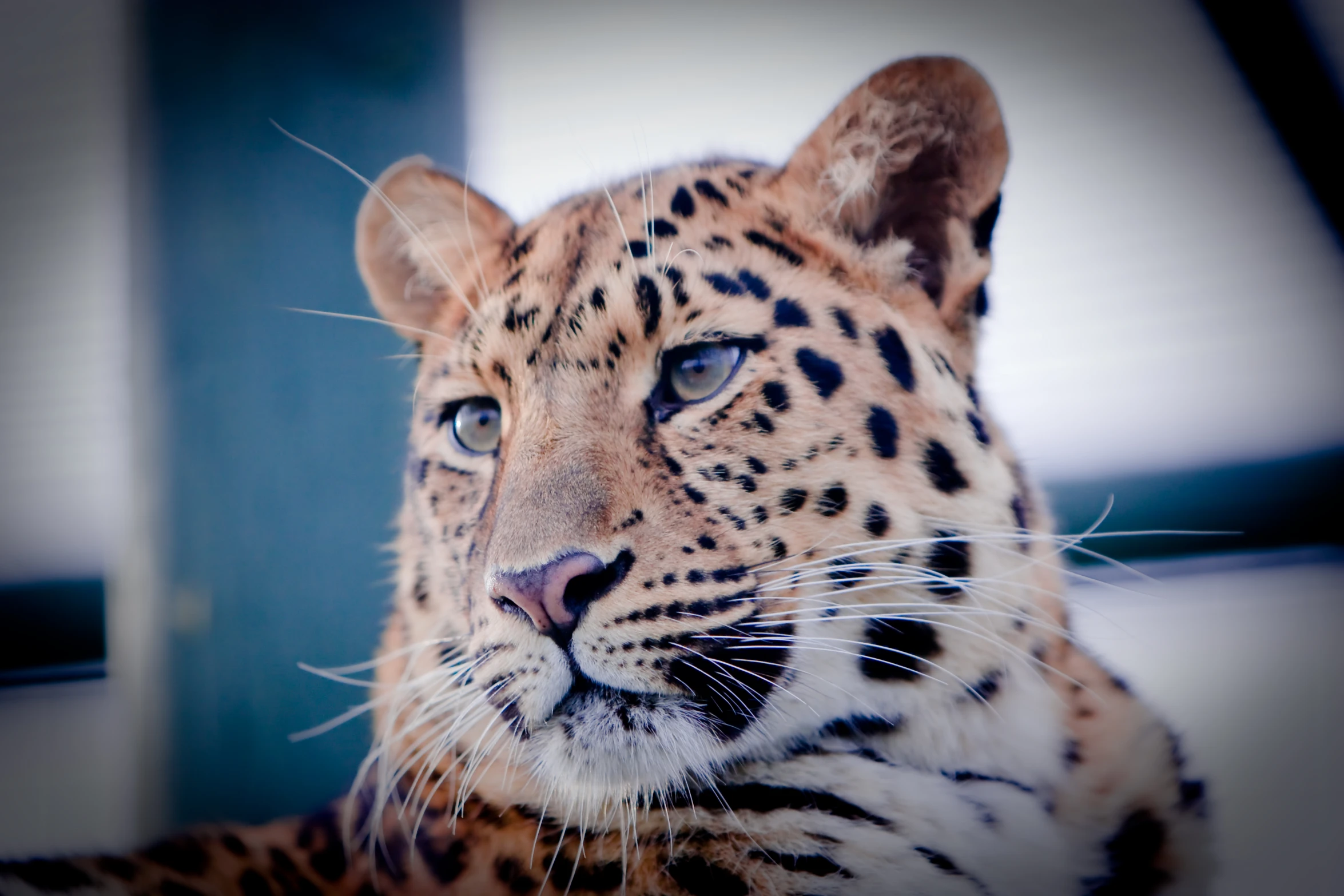 a close up of the face of a wild cat