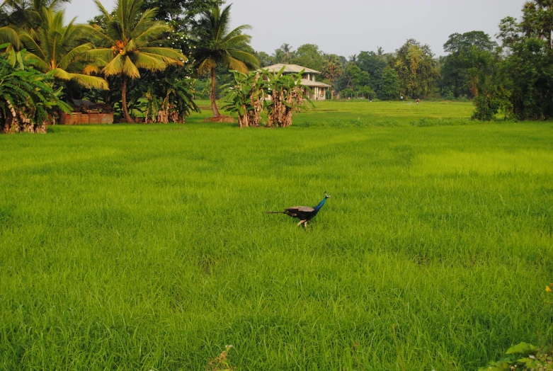 a large field of green grass with a turkey in the foreground