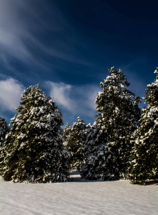 snow on the ground next to several trees and clouds