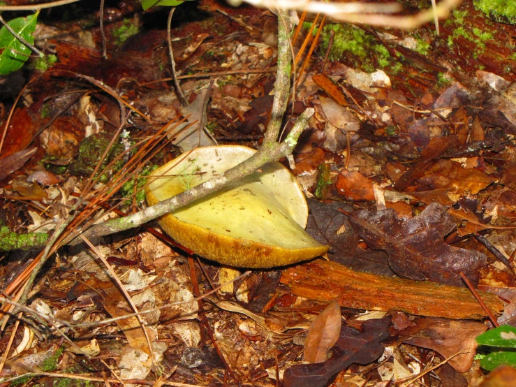 a strange looking plant sitting on the ground