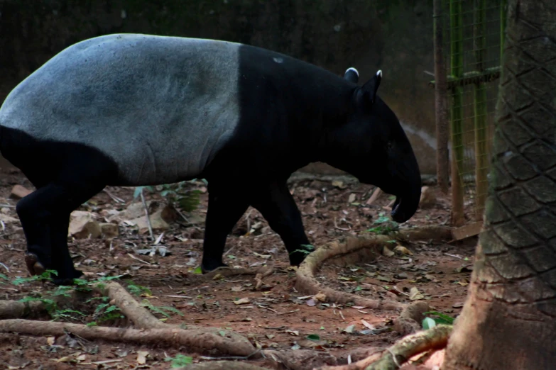 a rhino is running through the wooded area