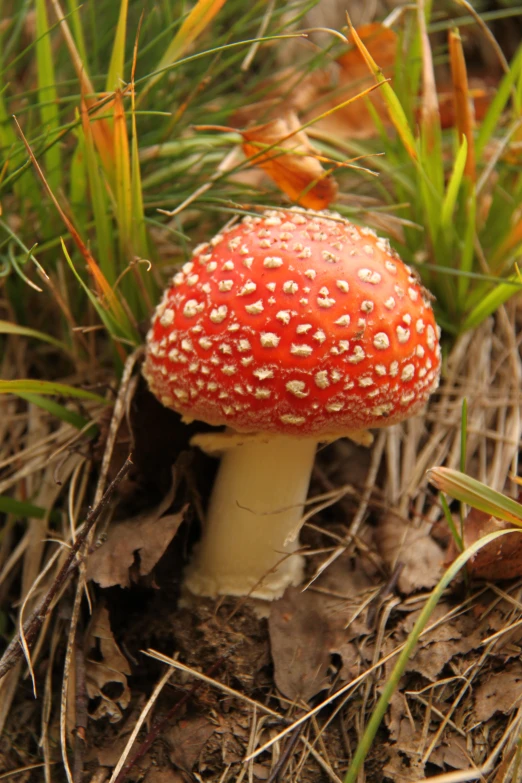 a mushroom is seen on the forest floor
