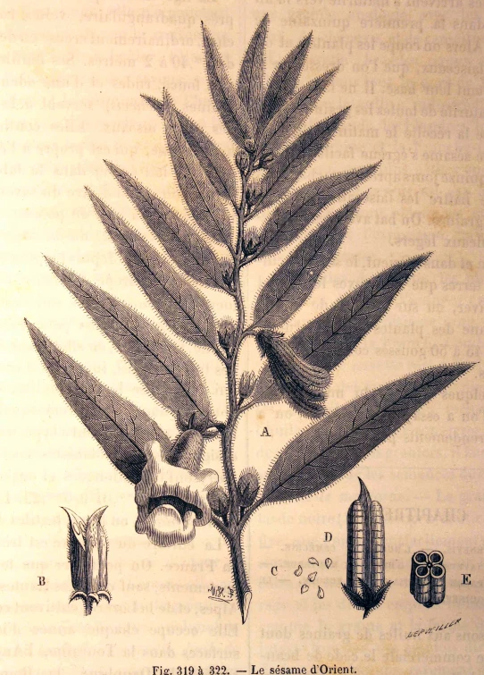 an illustration of an unripe leaf with a lot of details