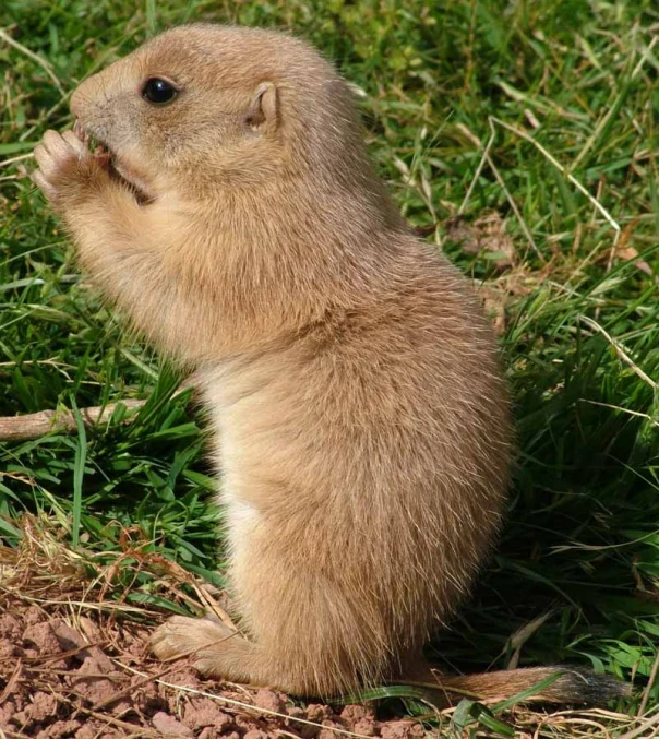 a brown animal in grass and dirt eating soing