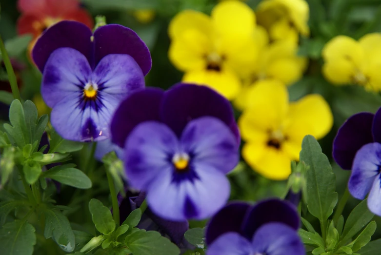 a group of colorful flowers on the outside