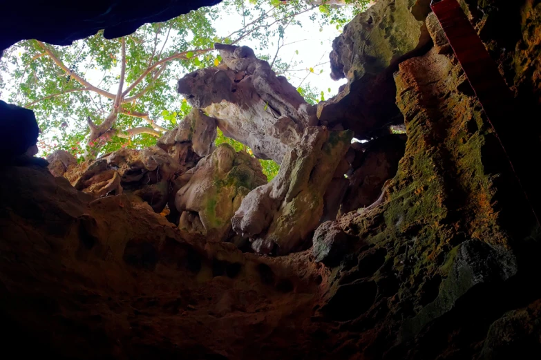 there is a big tree growing in the rocks