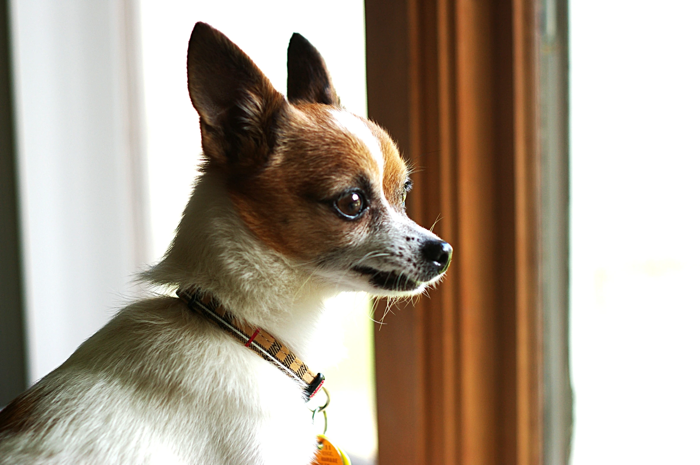 dog with collar looking out window in daylight