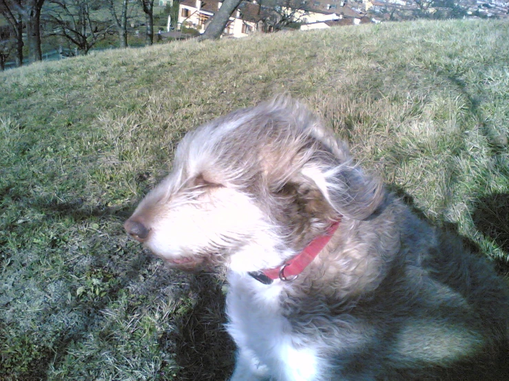 a dog sitting on the grass, it's head to the ground