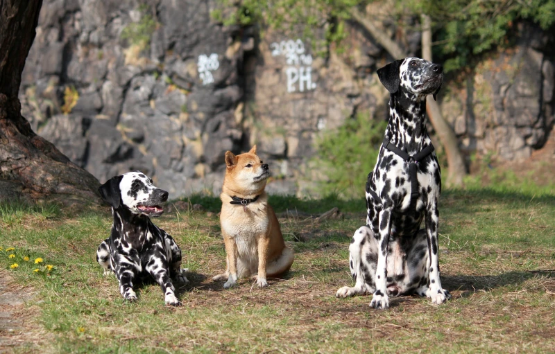 three dogs sitting around each other in the grass