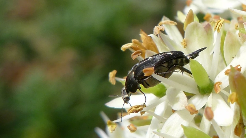 the fly sits on the flowers in this s