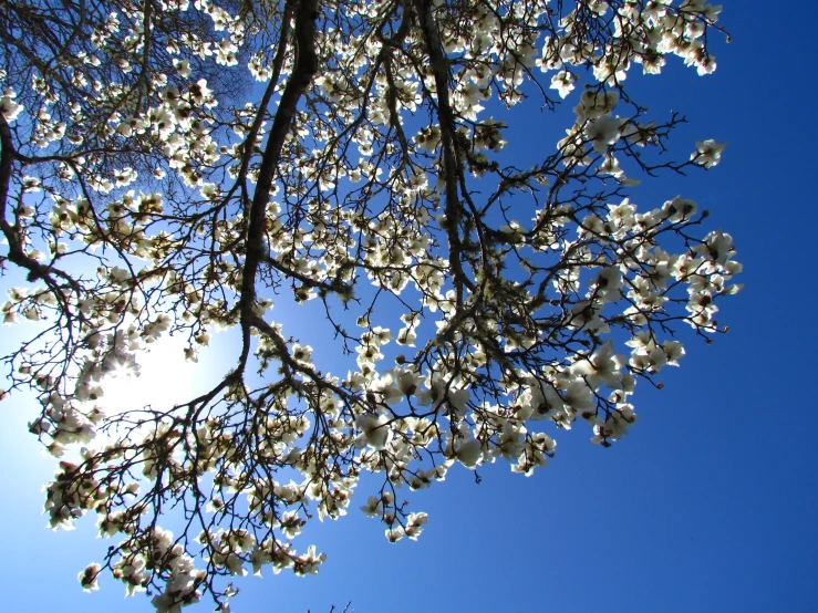 a close up s of nches with flowers on them