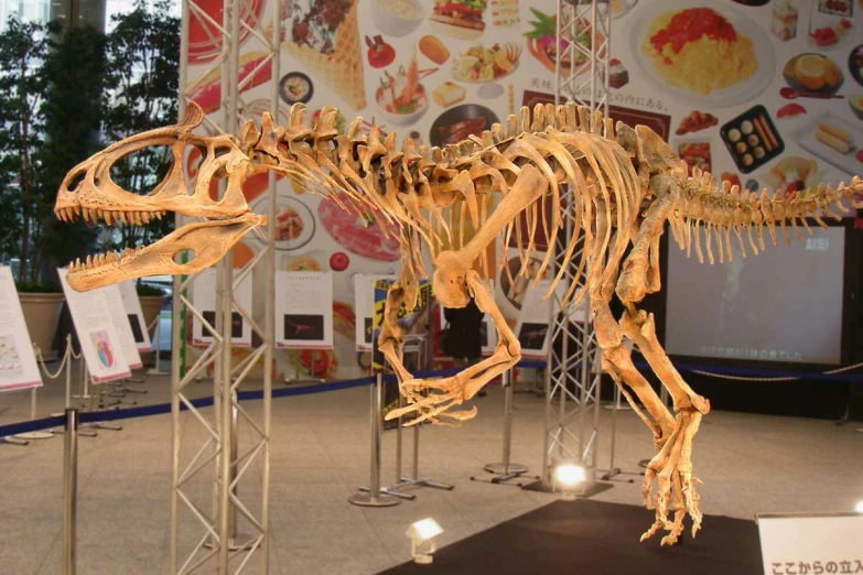 an image of a dinosaur skeleton on display