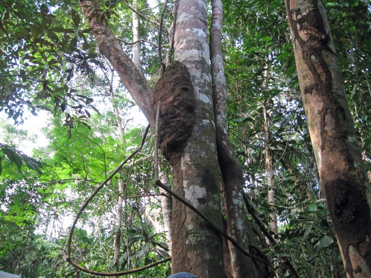 this is a large forest with tall trees