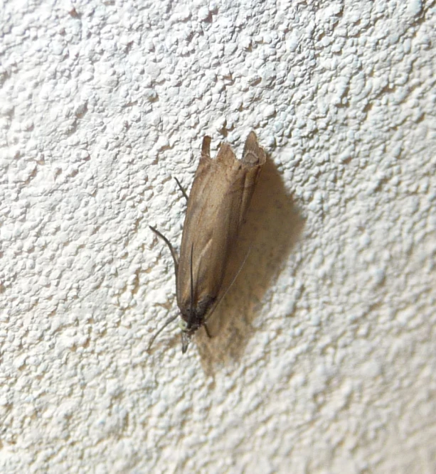 a small insect that is on the wall