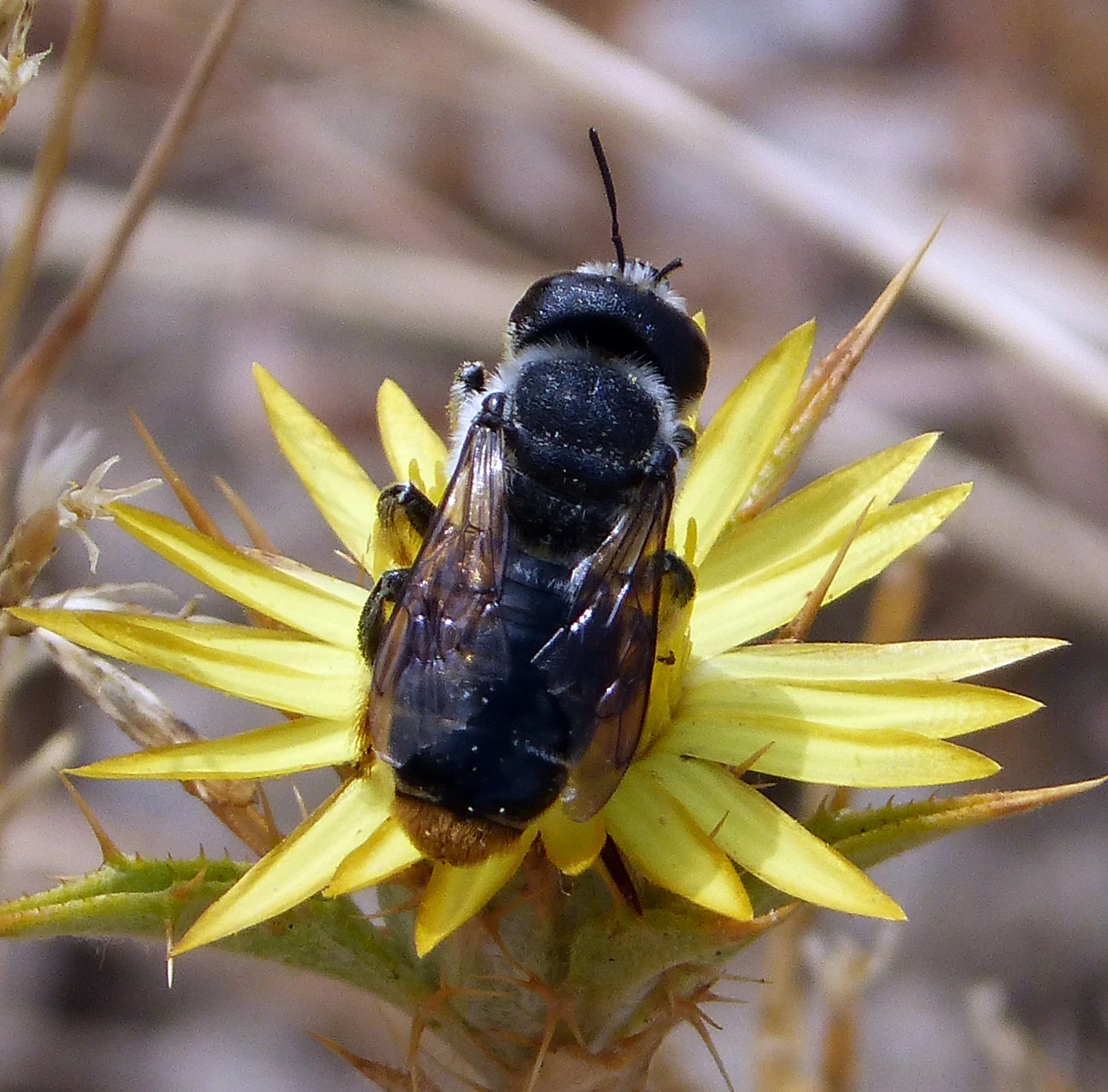 the flies are mating on this bright yellow flower