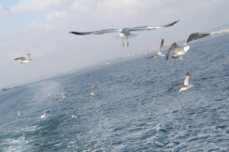 seagulls flying over the water with another sea gull below