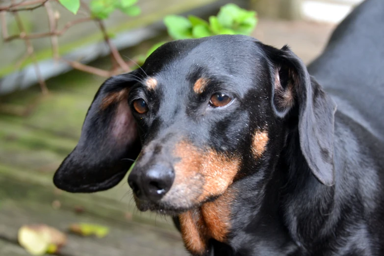 a small black dog with brown markings on it's face