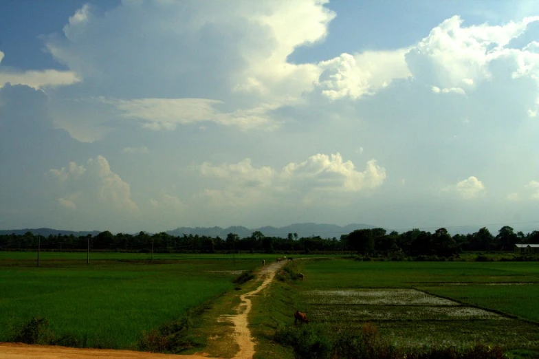 an empty dirt road is shown between grass