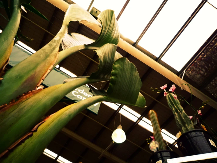 a large leafy plant in a room with windows