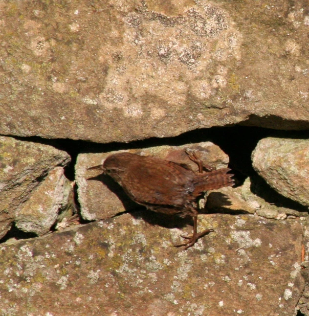 a bird laying on top of rocks in the sun