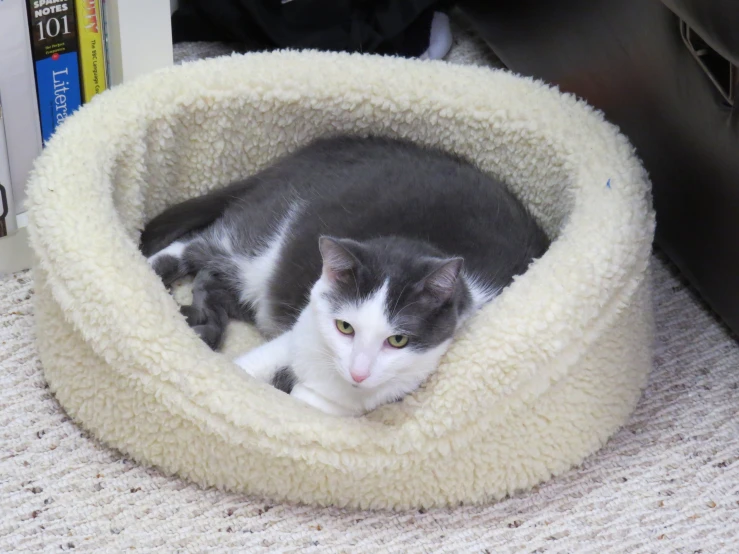 a grey and white cat laying inside a cat bed