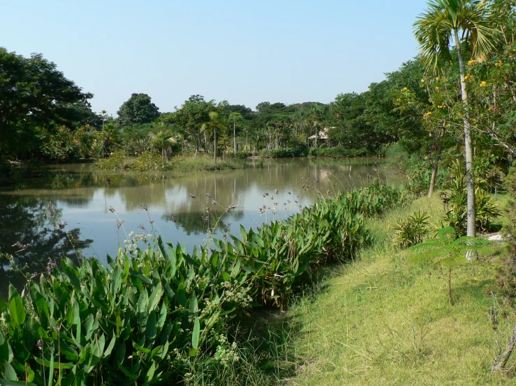 an area that contains water, trees and grass